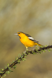 bullocks oriole